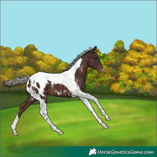 Horse Color:Silver Brown Tobiano Appaloosa 