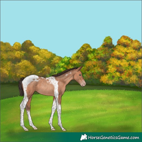 Horse Color:Amber Champagne Tobiano Rabicano