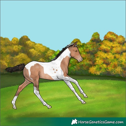 Horse Color:Sable Champagne Tobiano Rabicano 