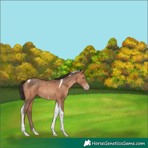 Horse Color:Amber Champagne Tobiano Rabicano 