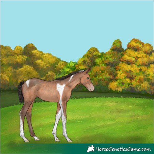 Horse Color:Sable Champagne Tobiano Rabicano 