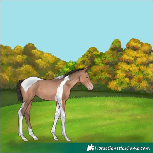 Horse Color:Sable Champagne Tobiano 
