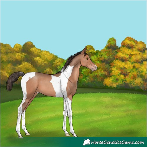 Horse Color:Amber Champagne Tobiano