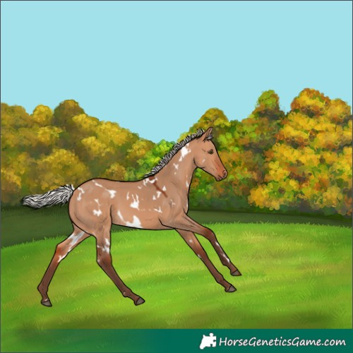 Horse Color:White Spotted Silver Bay Dun