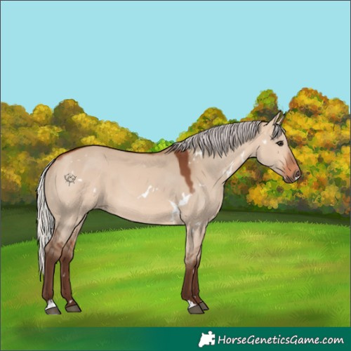 Horse Color:White Spotted Silver Bay Dun
