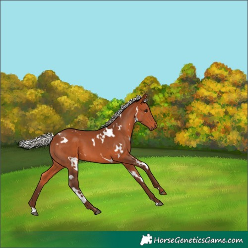 Horse Color:White Spotted Silver Bay 