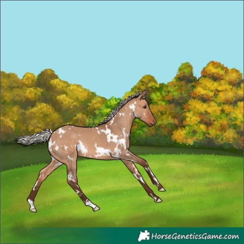 Horse Color:White Spotted Silver Bay Dun