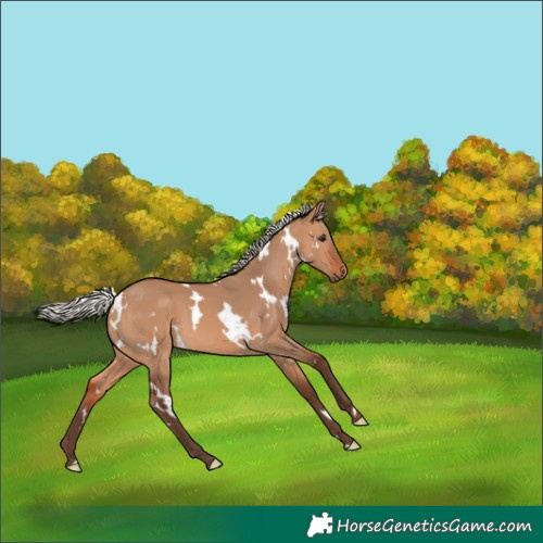 Horse Color:White Spotted Silver Bay Dun
