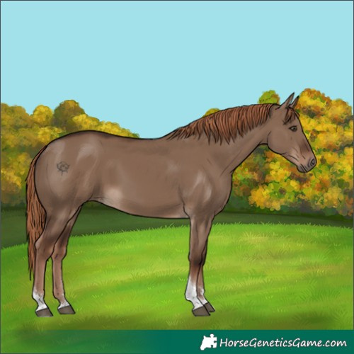 Horse Color:Liver Red Dun Tobiano 