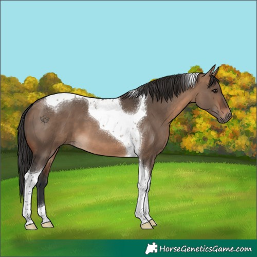 Horse Color:Brown Dun Tobiano 