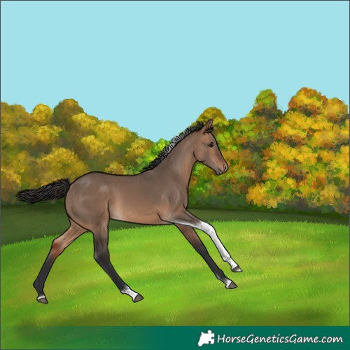 Horse Color:Bay Dun Tobiano 