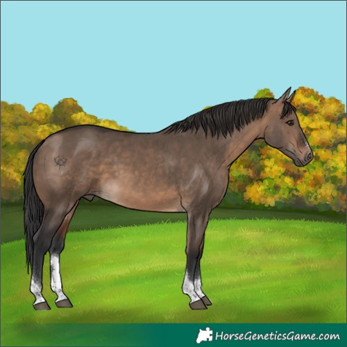 Horse Color:Brown Dun Tobiano 