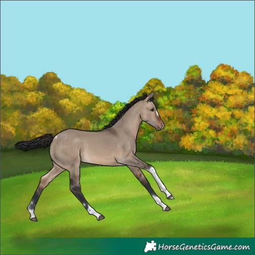 Horse Color:Brown Dun Tobiano 