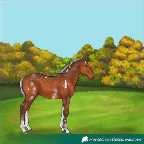 Horse Color:White Spotted Silver Bay 