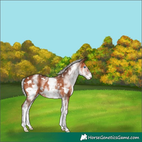 Horse Color:White Spotted Silver Bay Frame