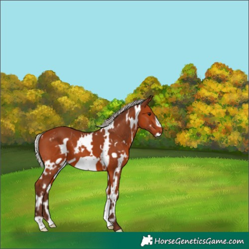 Horse Color:White Spotted Silver Bay Frame 