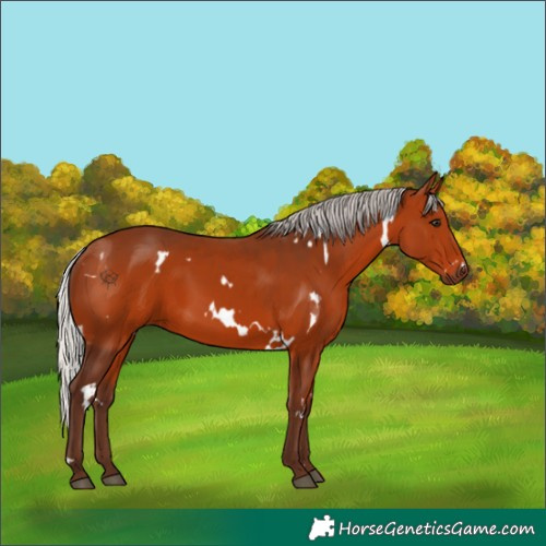 Horse Color:White Spotted Silver Bay 