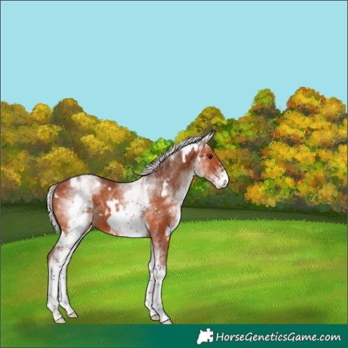 Horse Color:White Spotted Silver Bay Frame 