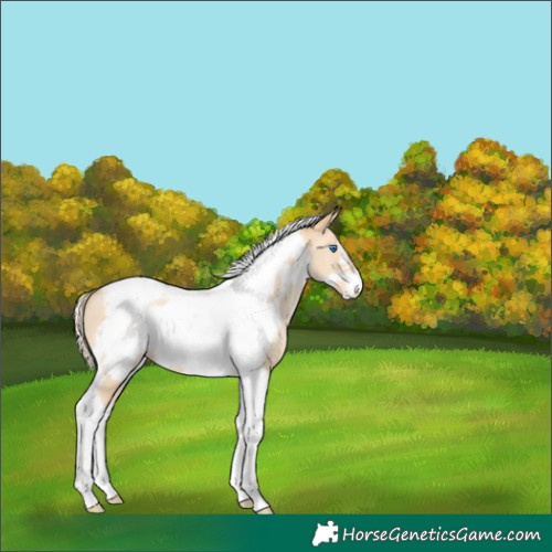 Horse Color:Palomino Pearl Dun Tobiano Frame