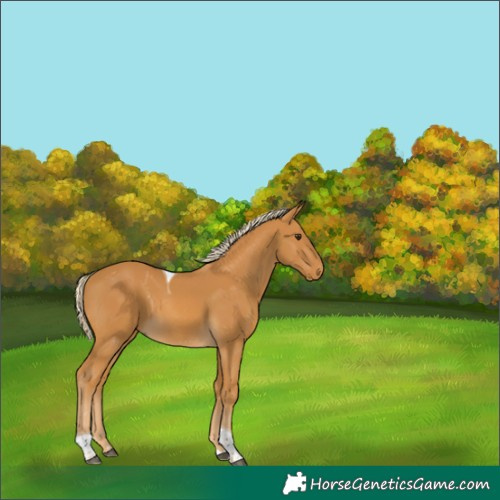 Horse Color:Palomino Tobiano 