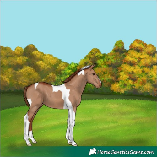 Horse Color:Red Dun Tobiano 