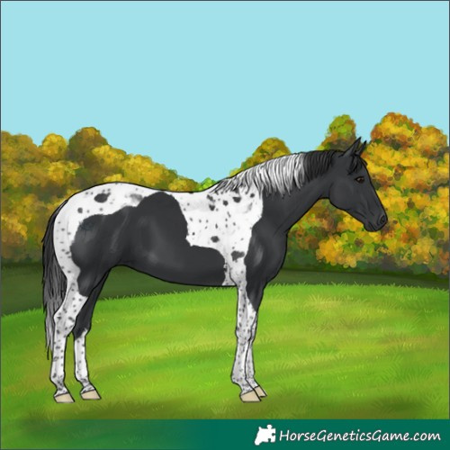 Horse Color:Black Tobiano 