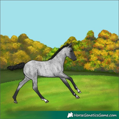 Horse Color:Blue Roan 