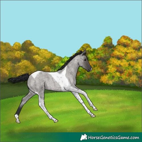 Horse Color:Grullo Roan Tobiano