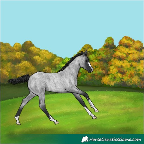 Horse Color:Blue Roan