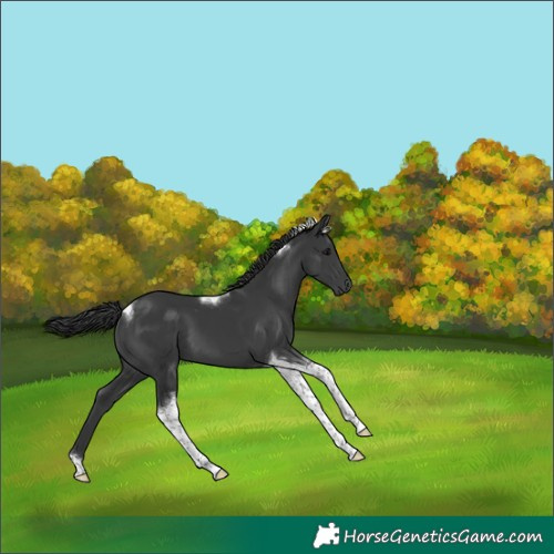 Horse Color:Black Tobiano 