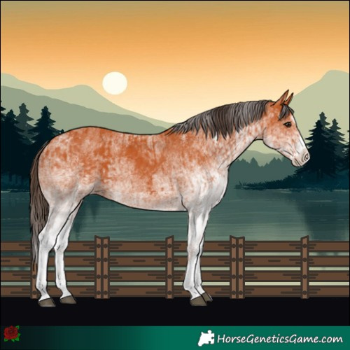 Horse Color:White Spotted Bay Splash and White Spotted Bay Splash Rabicano