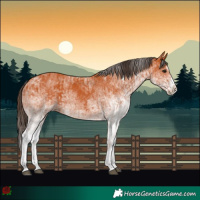 Horse Color:White Spotted Bay Splash  and White Spotted Bay Splash Rabicano 