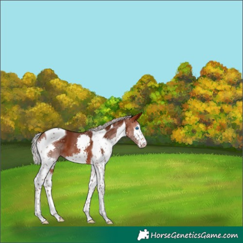 Horse Color:Silver Brown Splash Tobiano 