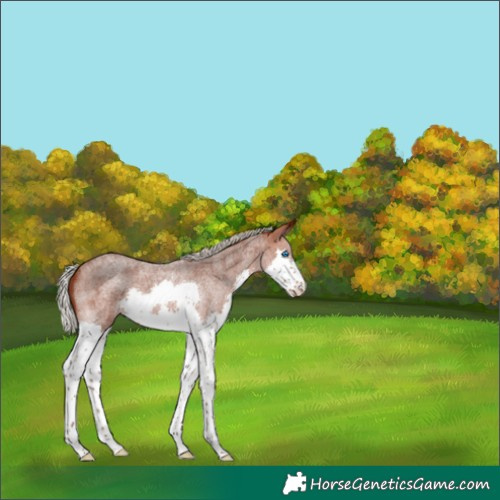Horse Color:Silver Brown Roan Splash 