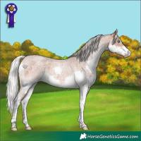 Horse Color:Silver Bay Roan Splash 