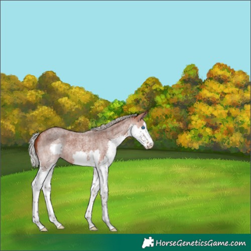 Horse Color:Silver Brown Roan Splash 