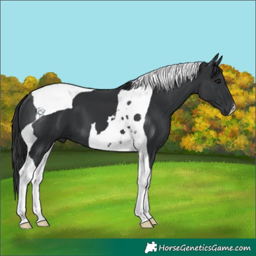 Horse Color:Black Tobiano 
