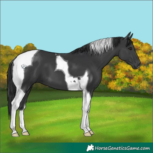 Horse Color:Black Tobiano