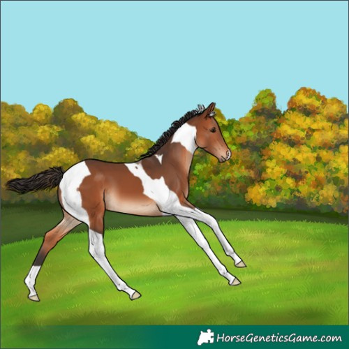 Horse Color:Bay Tobiano 