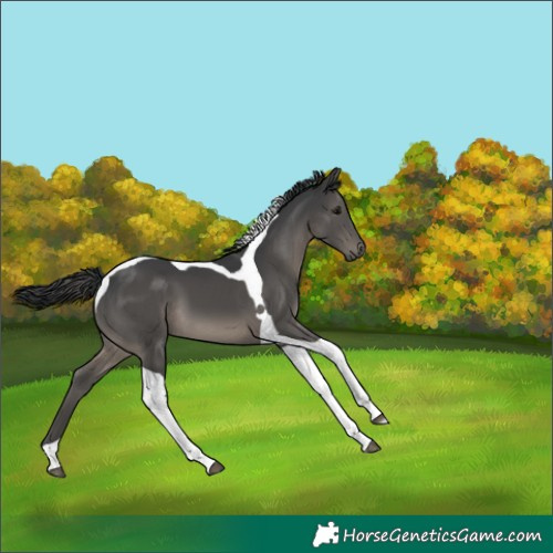 Horse Color:Black Tobiano