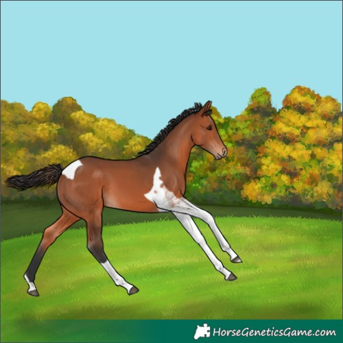 Horse Color:Bay Tobiano 