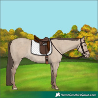 Horse Color:Classic Champagne Dun Rabicano 