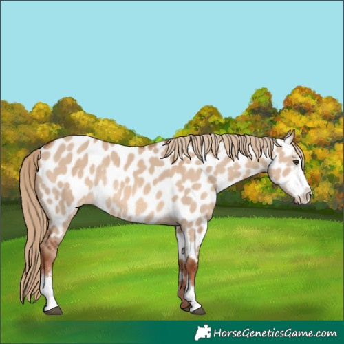 Horse Color:Unknown 
