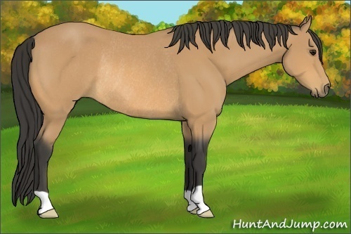 Horse Color:Buckskin Rabicano 