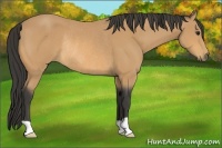 Horse Color:Buckskin Rabicano