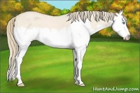 Horse Color:Perlino Roan Splash