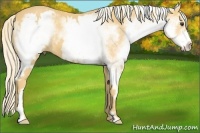Horse Color:White Spotted Palomino Splash Frame 