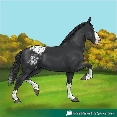 Horse Color:Black Splash Blanket 
