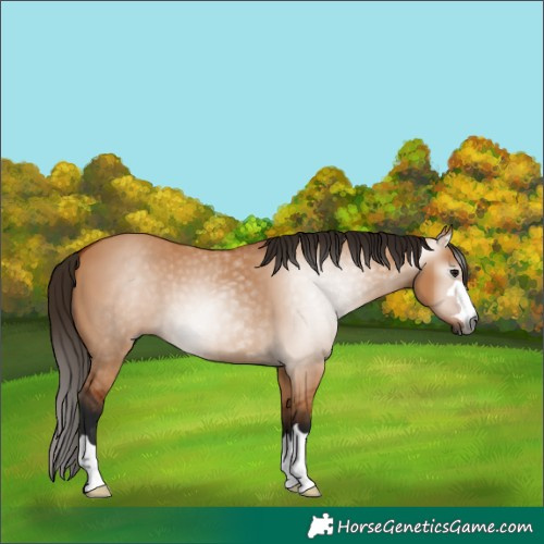 Horse Color:Gray Bay Dun