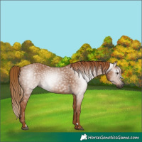 Horse Color:Gray Chestnut 